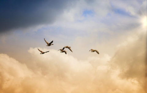 Uplift your Life - Coaching Tools and Others
