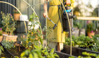 Spraying Plants with Organic Pesticide