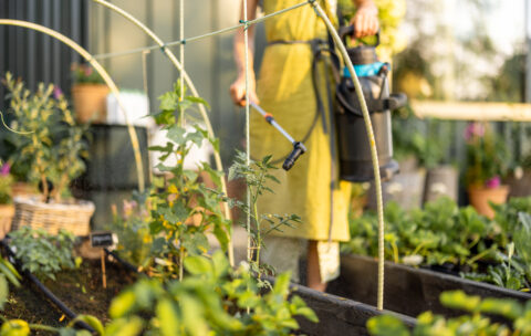 Spraying Plants with Organic Pesticide