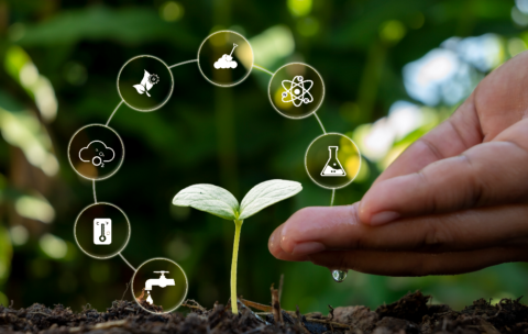 hands-are-driving-water-plants-trees-growing-soil AJUSTADA
